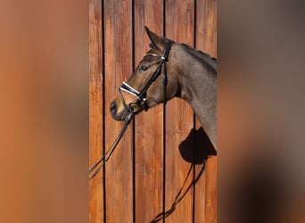 Hanoverian, Mare, 6 years, 17.1 hh, Brown, in Stoetze,