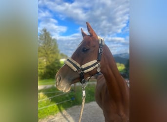 Hungarian Sport Horse, Mare, 10 years, 15.2 hh, Chestnut-Red, in St Wolfgang,