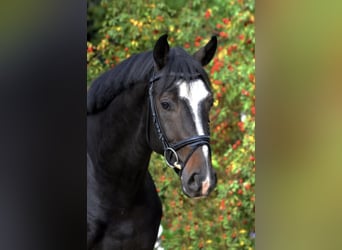 PERFECT ONE, Hanoverian, Stallion, Bay-Dark, in Babenhausen,