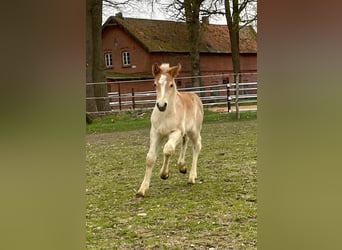 Haflinger, Stallion, 1 year, 14.2 hh, Chestnut-Red, in Suhlendorf,
