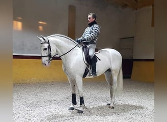 PRE, Gelding, 17 years, 15.2 hh, Gray, in MADRID,