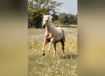 American Quarter Horse, Merrie, 1 Jaar, Palomino, in Deining