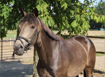 Connemara, Merrie, 4 Jaar, 155 cm, Brown Falb schimmel, in Uelsen