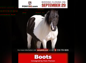 More ponies/small horses, Gelding, 10 years, 9 hh, Pinto, in Nevis