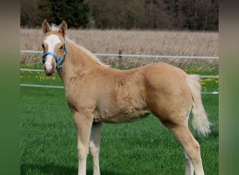 Quarter horse américain, Étalon, Poulain (01/2024), Palomino, in Schlammersdorf-Moos,