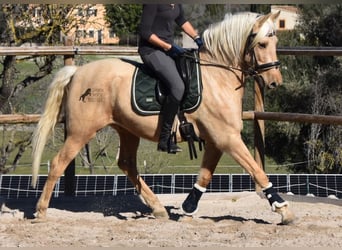 Andalusian, Gelding, 7 years, 15.1 hh, Palomino, in Mallorca,