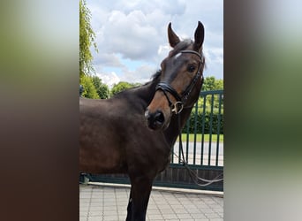 Hanoverian, Gelding, 7 years, 17.2 hh, Bay-Dark, in Brest