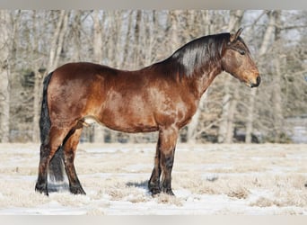 Pony of the Americas, Gelding, 14 years, 14 hh, Sorrel, in Rineyville