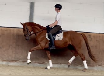 Oldenburger, Stute, 3 Jahre, 168 cm, Fuchs, in Lohne (Oldenburg),