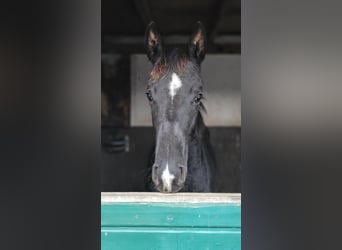 Hanoverian, Mare, 1 year, 16.3 hh, Smoky-Black, in Moers,