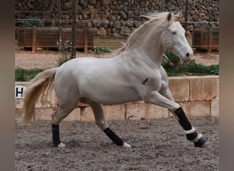 Andalusian, Gelding, 4 years, 14.2 hh, Cremello, in Mallorca,