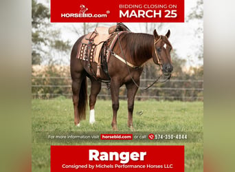 American Quarter Horse, Gelding, 7 years, 15.1 hh, Sorrel, in River Falls,