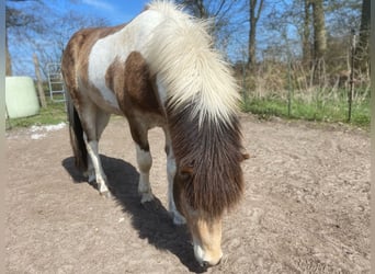Islandpferd, Hengst, 3 Jahre, 139 cm, in Blunk,