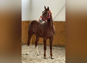 KWPN, Stallion, 4 years, 16.1 hh, Chestnut-Red, in KRAJENKA,