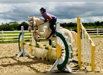 Connemara, Merrie, 4 Jaar, 148 cm, Cremello, in Mountrath,