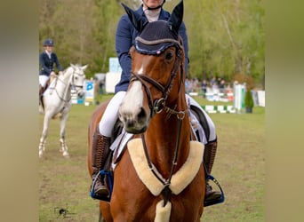 Irish Sport Horse, Stute, 13 Jahre, 162 cm, Brauner, in Isterberg,