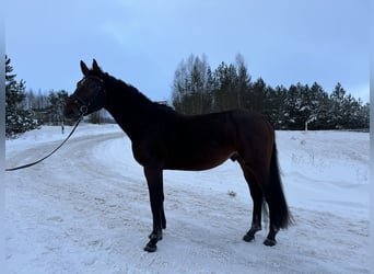 Polish Halfbred, Stallion, 4 years, 16.1 hh, Bay-Dark, in Vilnius,