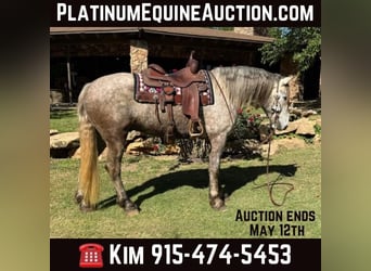 American Quarter Horse, Gelding, 6 years, 16 hh, Gray, in Ackerly Tx,