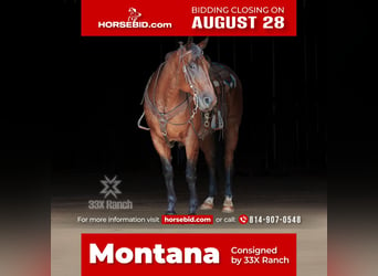 Quarter horse américain, Hongre, 12 Ans, 163 cm, Roan-Bay, in Needmore, PA,