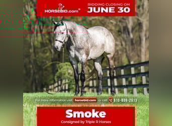 American Quarter Horse, Wallach, 4 Jahre, 163 cm, Schimmel, in New Holland, PA