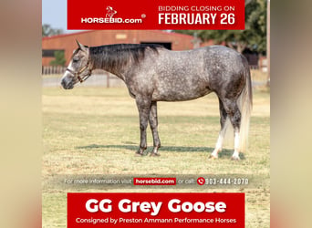 American Quarter Horse, Mare, 4 years, Gray, in Gainesville,