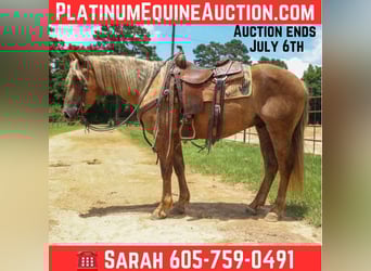 Cheval de trait, Hongre, 4 Ans, 150 cm, Bai, in Rusk TX