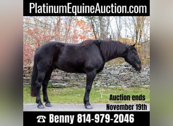 Quarter horse américain, Hongre, 8 Ans, 173 cm, Noir, in Everett PA,