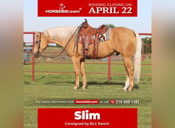 American Quarter Horse, Wałach, 10 lat, 155 cm, Izabelowata, in Grand Saline, TX,