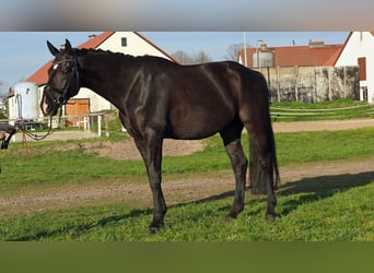German Sport Horse, Gelding, 9 years, 17 hh, Black, in Trebbin,