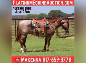 American Quarter Horse, Ruin, 6 Jaar, 150 cm, Roan-Red, in Lipan TX