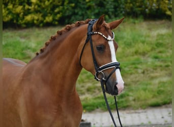 Deutsches Reitpony, Stute, 7 Jahre, 150 cm, Fuchs, in Fürstenau