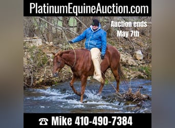 Quarter horse américain, Hongre, 11 Ans, 150 cm, Alezan brûlé, in Mountain Grove MO,