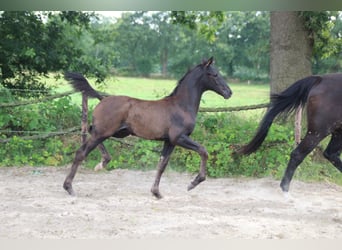 Hengst 
