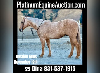 Quarter horse américain, Hongre, 12 Ans, 150 cm, Palomino, in Paicines CA,
