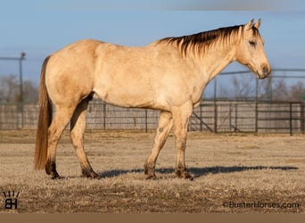 American Quarter Horse, Ruin, 9 Jaar, 160 cm, Buckskin, in Weatherford