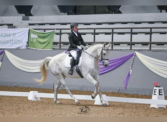 P-Saripuszta Libretto