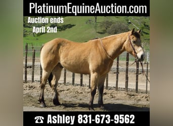 American Quarter Horse, Ruin, 9 Jaar, 152 cm, Buckskin, in Paicines CA,