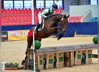 Gelding 6 years