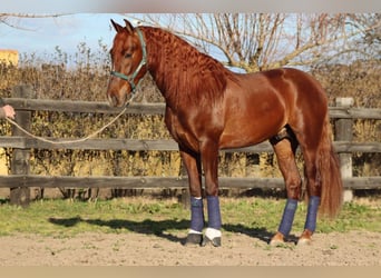 Andalusian, Stallion, 4 years, 16.3 hh, Chestnut-Red, in Alicante/Alacant,