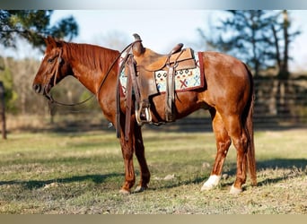 Caballo cuarto de milla, Caballo castrado, 16 años, 142 cm, Alazán rojizo, in Lufkin, TX,