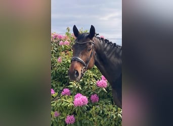 Hanovrien, Jument, 8 Ans, 170 cm, Bai brun, in Weilburg
