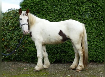 Gypsy Horse, Mare, 4 years, 13.1 hh, Pinto, in Lathen,
