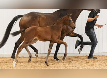 Swedish Warmblood, Mare, Foal (06/2026), Brown, in Flyinge