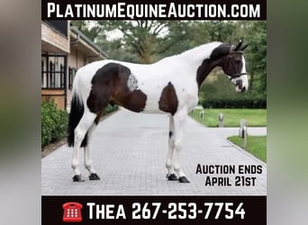 Other Warmbloods, Gelding, 8 years, 16.2 hh, Tobiano-all-colors, in Wellington FL,