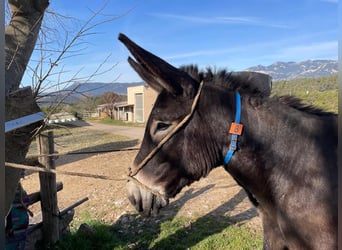 Donkey, Stallion, 2 years, 14.1 hh, Black, in BERGA, BARCELONA,