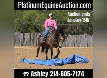 Quarter horse américain, Hongre, 13 Ans, 152 cm, Buckskin, in Weatherford TX,