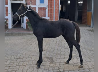 Hanoverian, Mare, , 16,2 hh, Black, in Bargstedt,