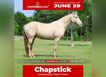Andaluces, Caballo castrado, 9 años, Champán, in Forney