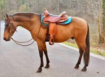 Quarter Pony, Gelding, 6 years, 15,1 hh, Buckskin, in Someren