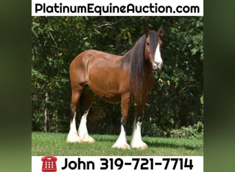 Gypsy Horse, Mare, 15 years, 15.1 hh, Bay, in Lisbon, IA,